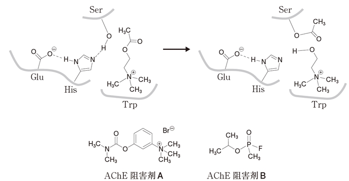 アセチルコリンエステラーゼ Ache 反応機構 阻害薬 105回薬剤師国家試験問106