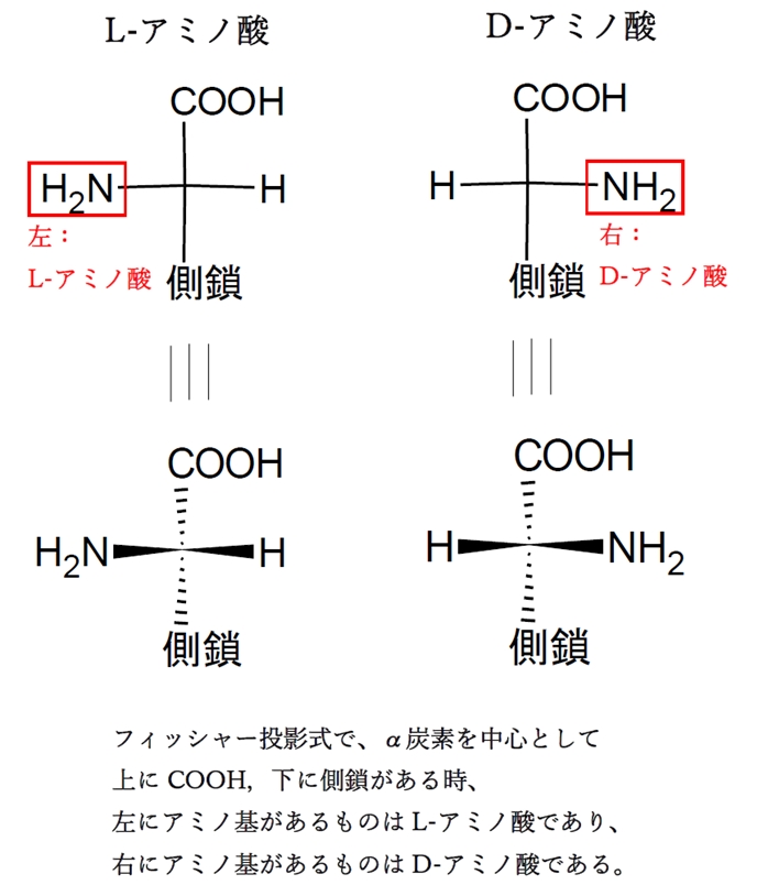 アミノ酸の立体 D体l体の表記 薬学