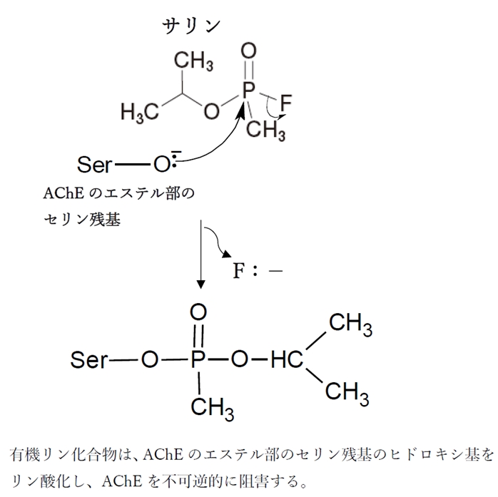 アセチルコリンエステラーゼ Ache 反応機構 阻害薬 105回薬剤師国家試験問106