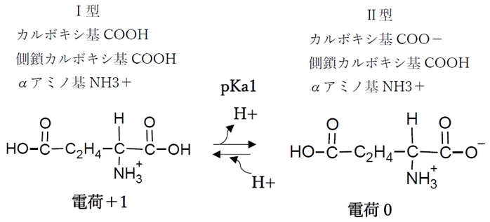 酸性アミノ酸 Phの変化と解離 化学種の存在比 割合 荷電 等電