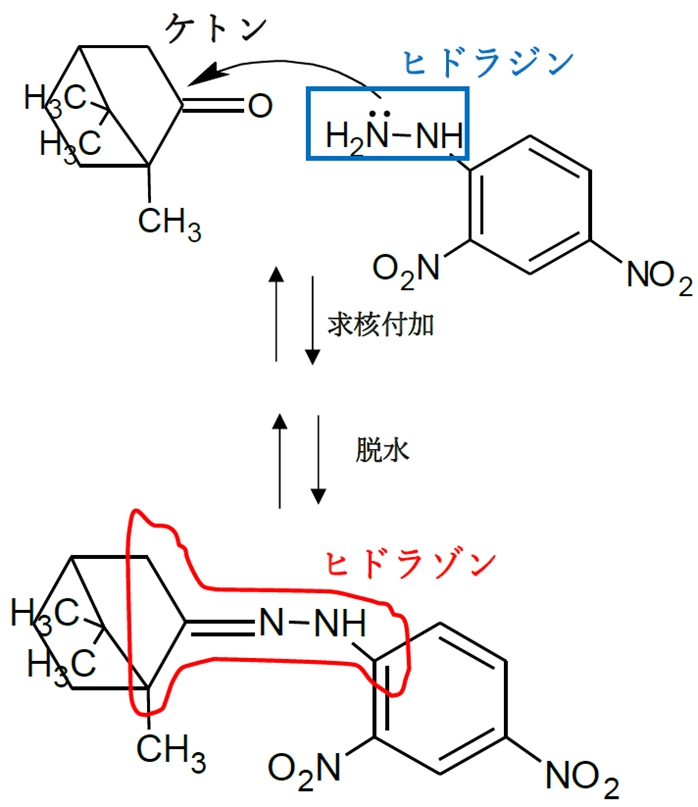 104回薬剤師国家試験問103 カンフルとジニトロフェニルヒドラジン