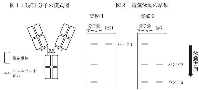 111回薬剤師国家試験問114の解説 IgG1のSDS-PAGE