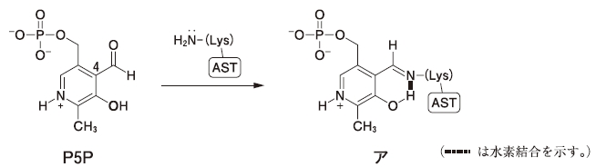 111回薬剤師国家試験問107の解説 ASTはアミノ基転移反応を触媒する酵素である