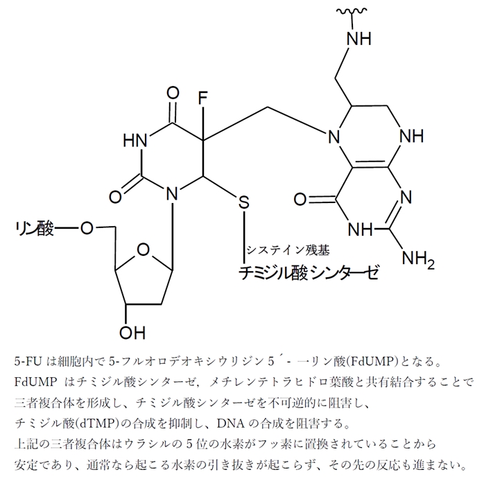 フルオロウラシル（5-FU）の薬理 作用機序，チミジル酸合成酵素阻害