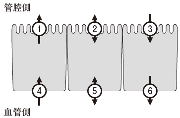 109回薬剤師国家試験問42 小腸でのP-糖タンパク質の局在と基質の輸送方向