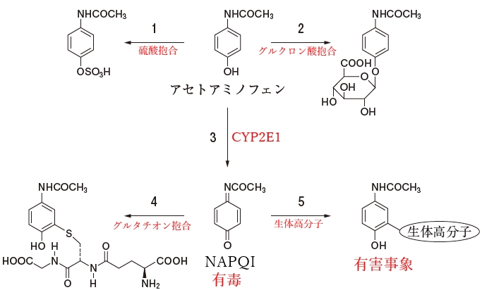 105回薬剤師国家試験問171　アセトアミノフェンによる肝毒性に関与し、エタノールにより誘導される酵素が関わる代謝過程