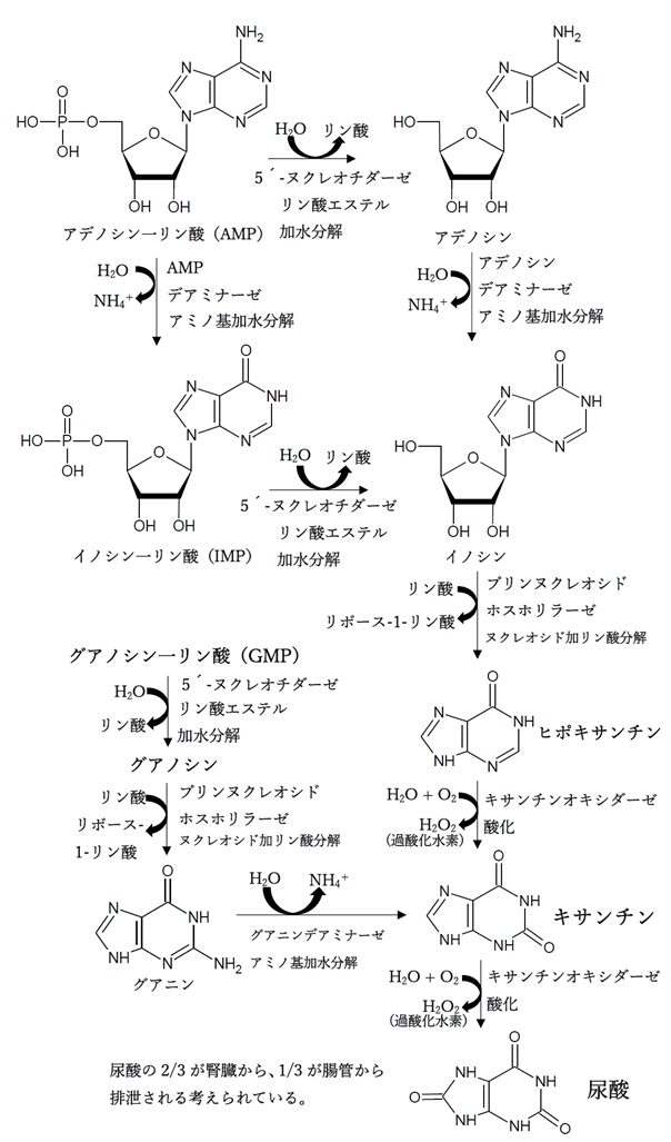 プリンヌクレオチドの分解（異化代謝）経路と最終産物