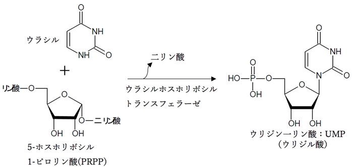 ピリミジンヌクレオチドのサルベージ経路（再利用経路）での合成