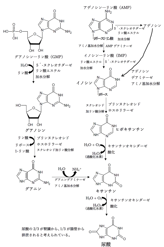 プリンヌクレオチドの分解（異化代謝）経路と最終産物