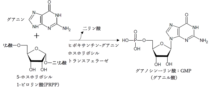 プリンヌクレオチドのサルベージ経路（再利用経路）での合成