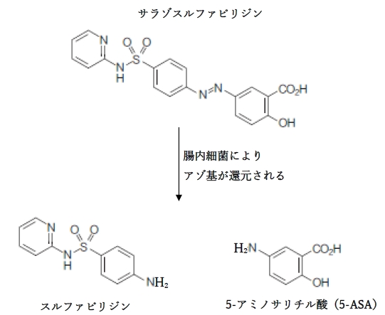 薬物代謝に関する記述について、正しいものはどれか　94回薬剤師国家試験問155