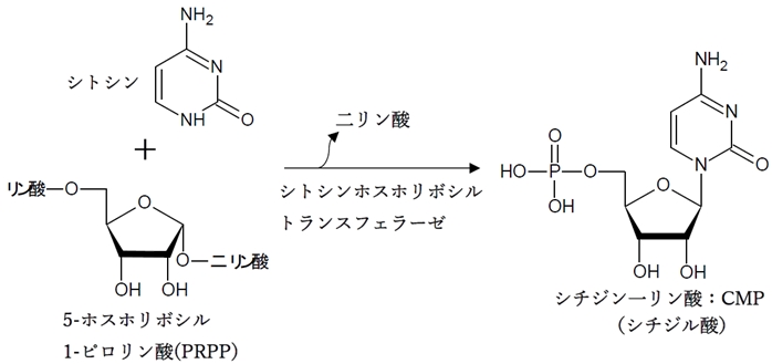 ピリミジンヌクレオチドのサルベージ経路（再利用経路）での合成