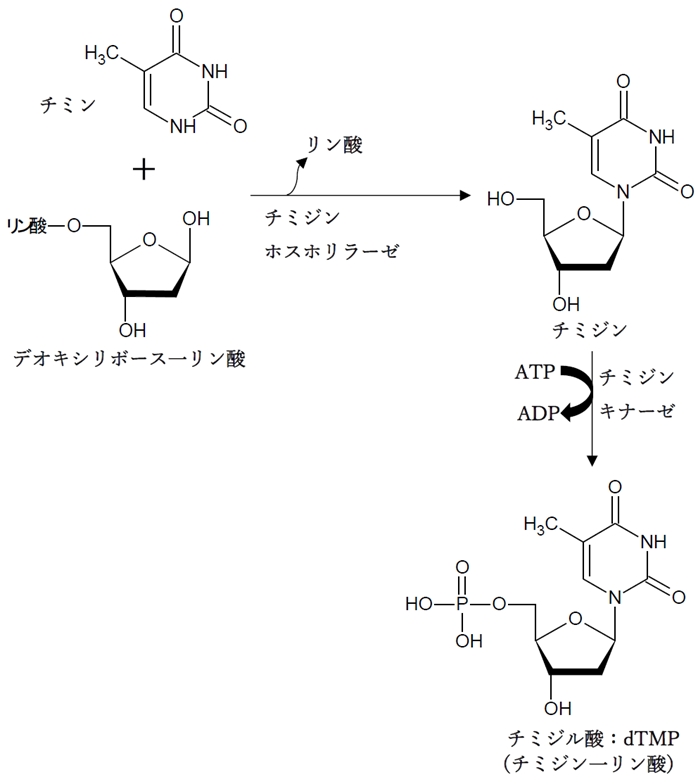 チミジル酸(dTMP)のサルベージ経路（再利用経路）での合成