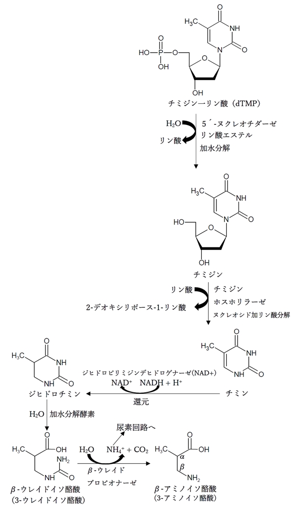 ピリミジンヌクレオチドの分解（異化代謝）経路と産物