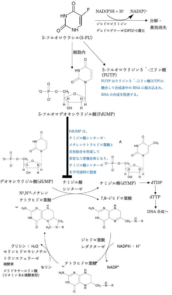 フルオロウラシル（5-FU）の薬理 作用機序，チミジル酸合成酵素阻害