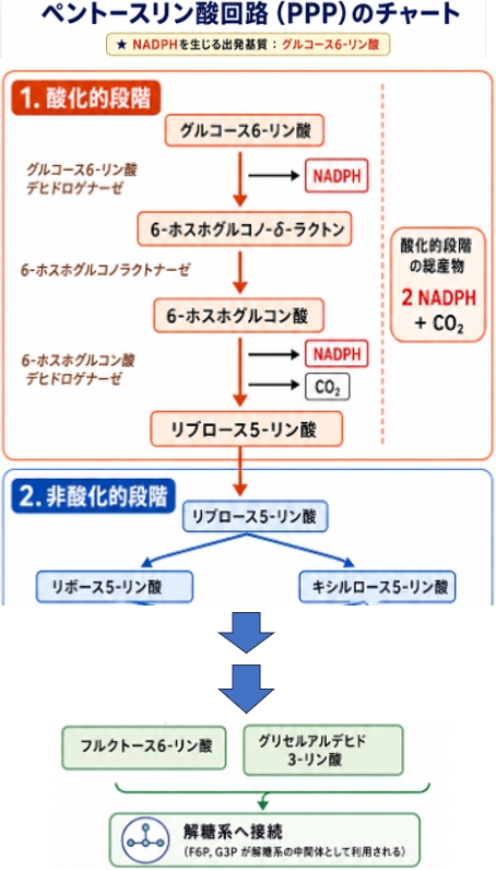 111回薬剤師国家試験問12の解説 ペントースリン酸回路の中でNADPHを生じる反応の基質