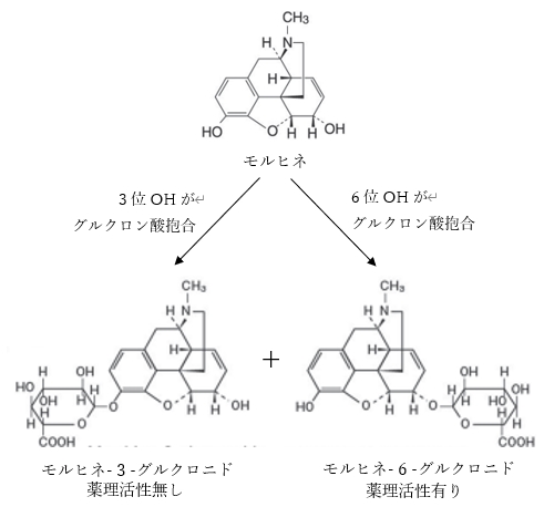 薬物代謝に関する記述について、正しいものはどれか　94回薬剤師国家試験問155