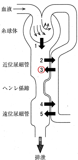 110回薬剤師国家試験問45　有機アニオントランスポーター(OAT1，OAT3)を介した薬物の輸送を表すのはどれか