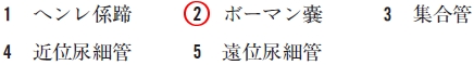 腎小体を糸球体とともに構成しているのはどれか 98回薬剤師国家試験問44